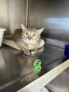 adoptable Cat in Austin, MN named Sunny