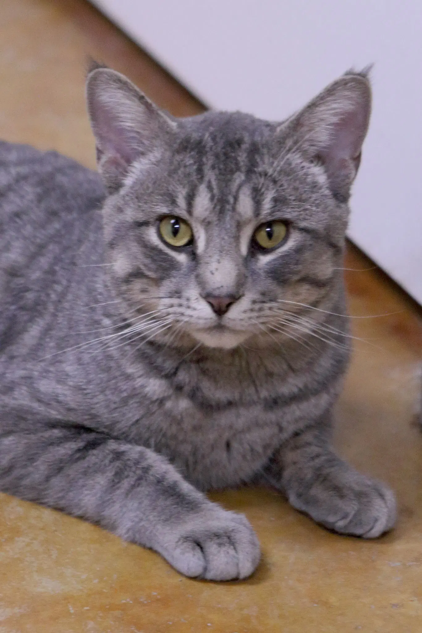 Franklin image 3