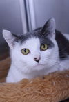 adoptable Cat in Austin, MN named Toby Keith