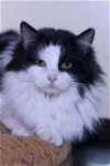 adoptable Cat in austin, MN named Mya