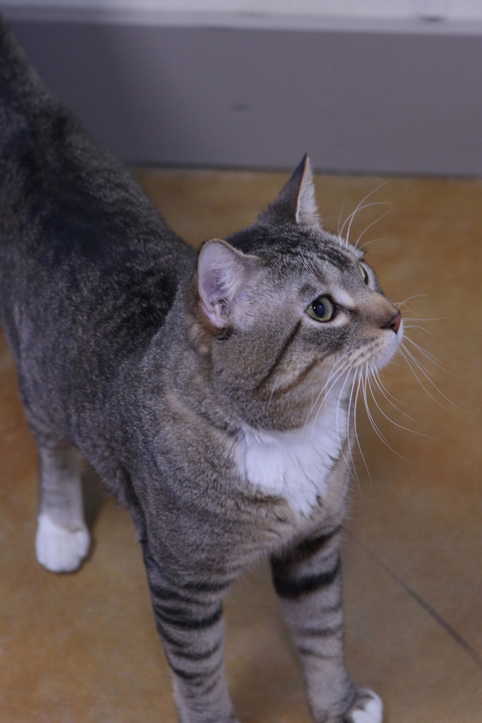 adoptable Cat in Austin, MN named King