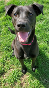 adoptable Dog in Austin, MN named Sonya