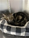 adoptable Cat in austin, MN named Corky
