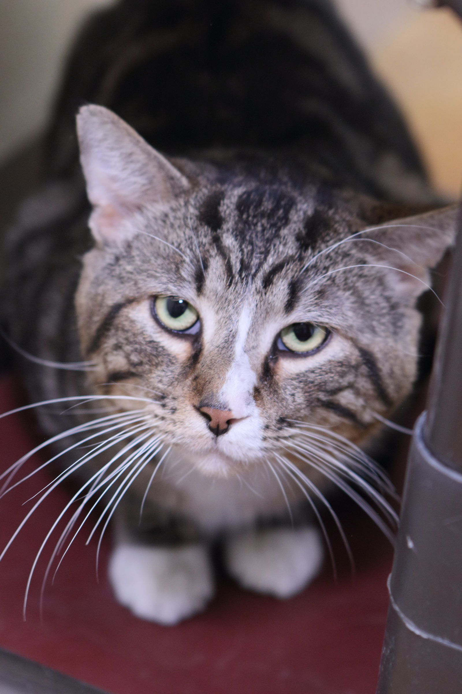 adoptable Cat in Austin, MN named Corky