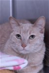 adoptable Cat in austin, MN named Nellie