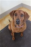 adoptable Dog in , MN named Mia (adoption pending)
