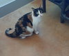 Molly - Photo 6
