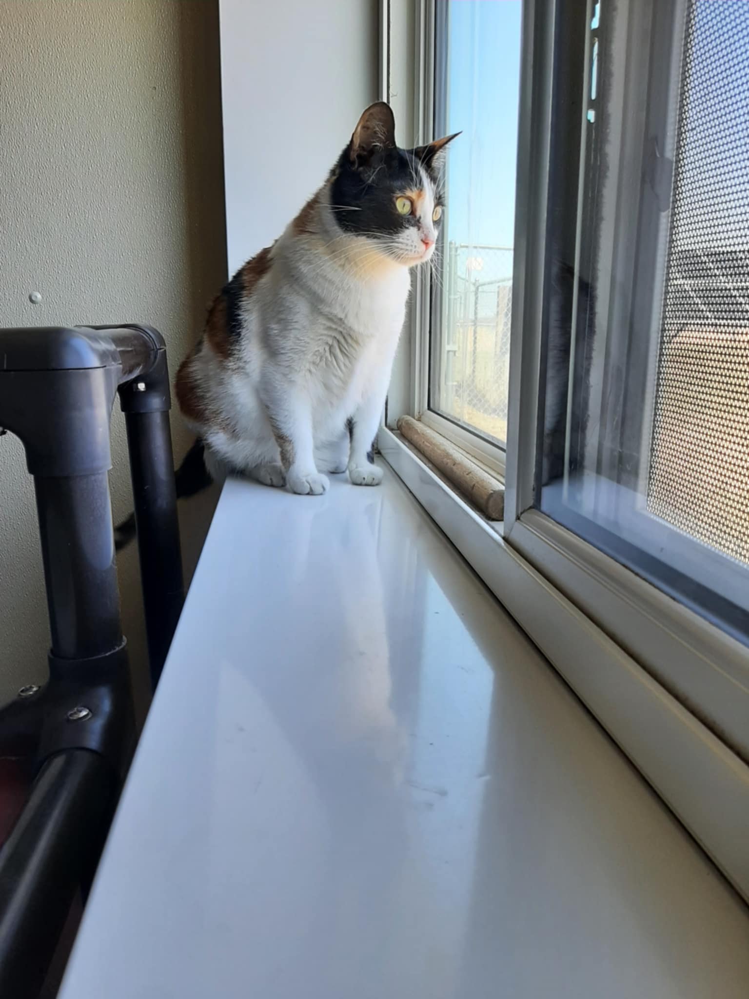 Molly Image