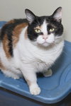 Molly - Photo 3