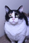 Molly - Photo 2