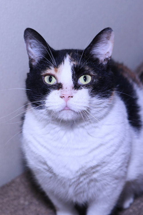 MOLLY - Calico / Domestic Short Hair available for adoption