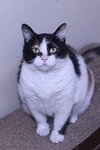 Molly - Photo 4
