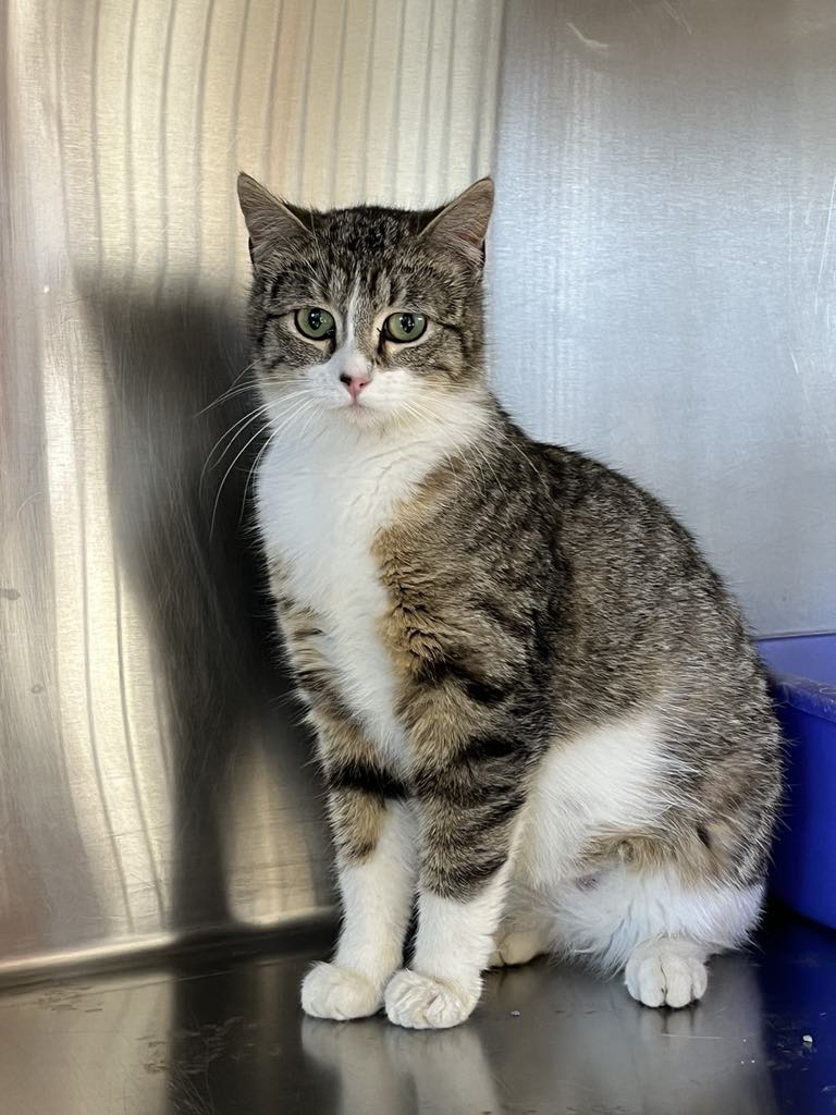 adoptable Cat in Austin, MN named Collins