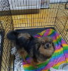 adoptable Dog in , MN named Kewpie Doll (many applications)
