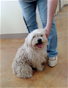 adoptable Dog in austin, MN named Irwin (adoption pending)