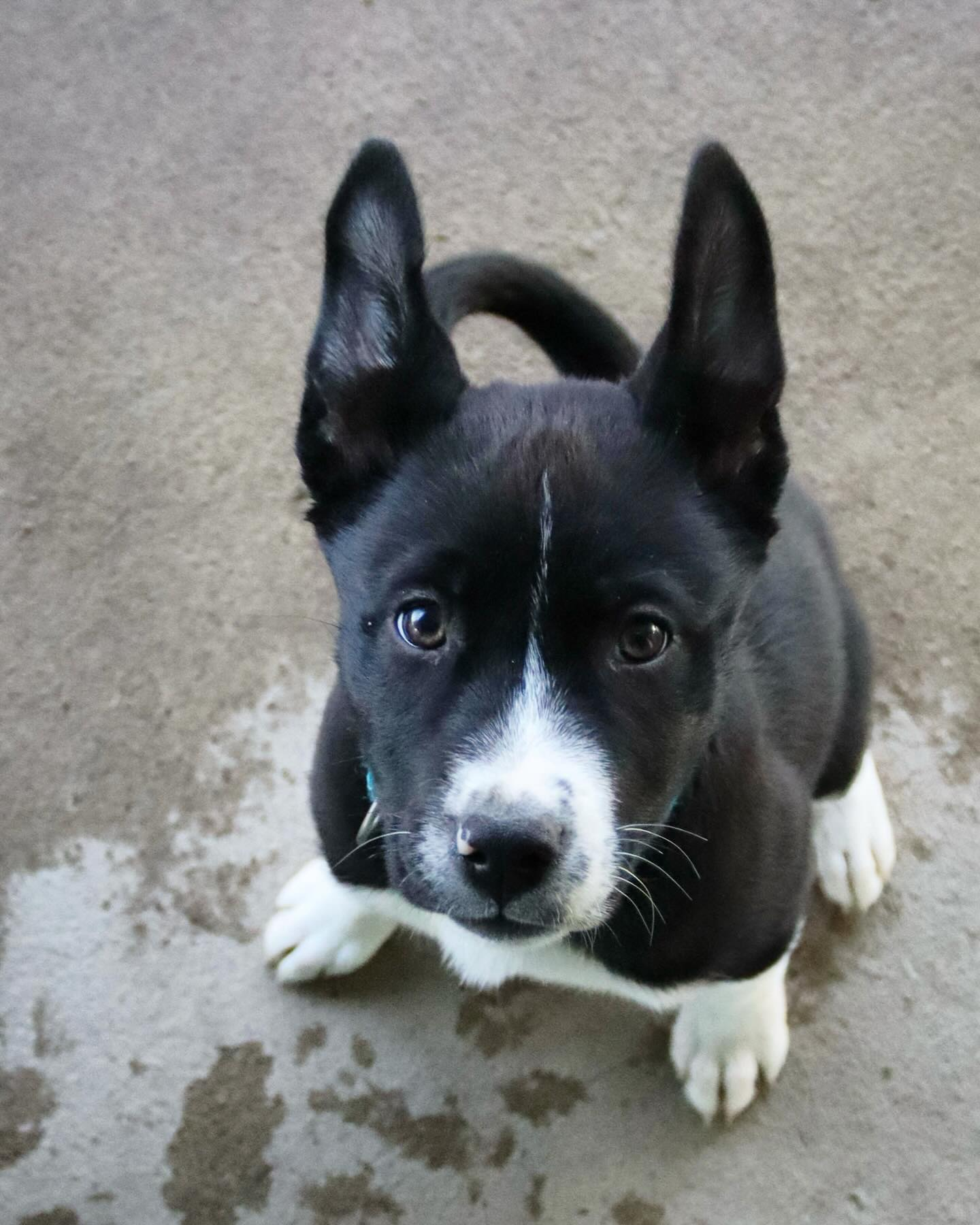 adoptable Dog in Austin, MN named Joel (pending)