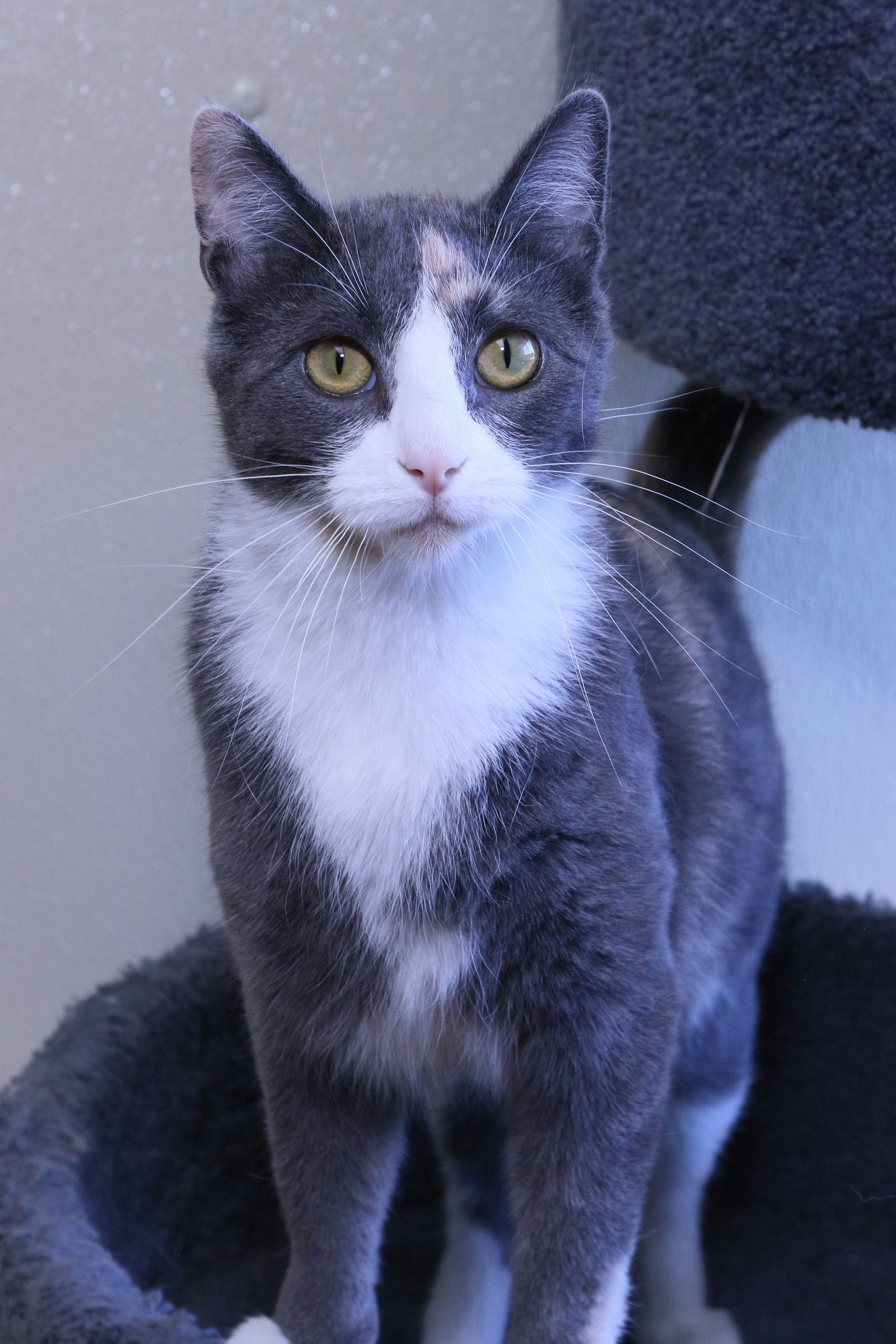 adoptable Cat in Austin, MN named Eclipse