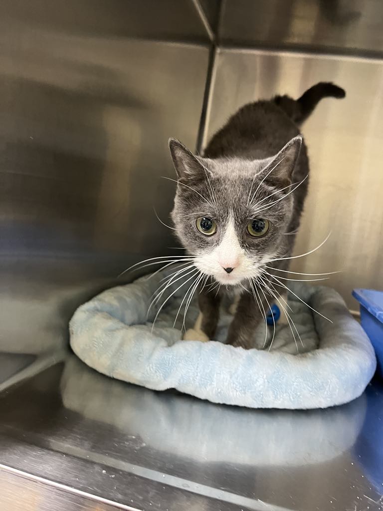 adoptable Cat in Austin, MN named Eddie