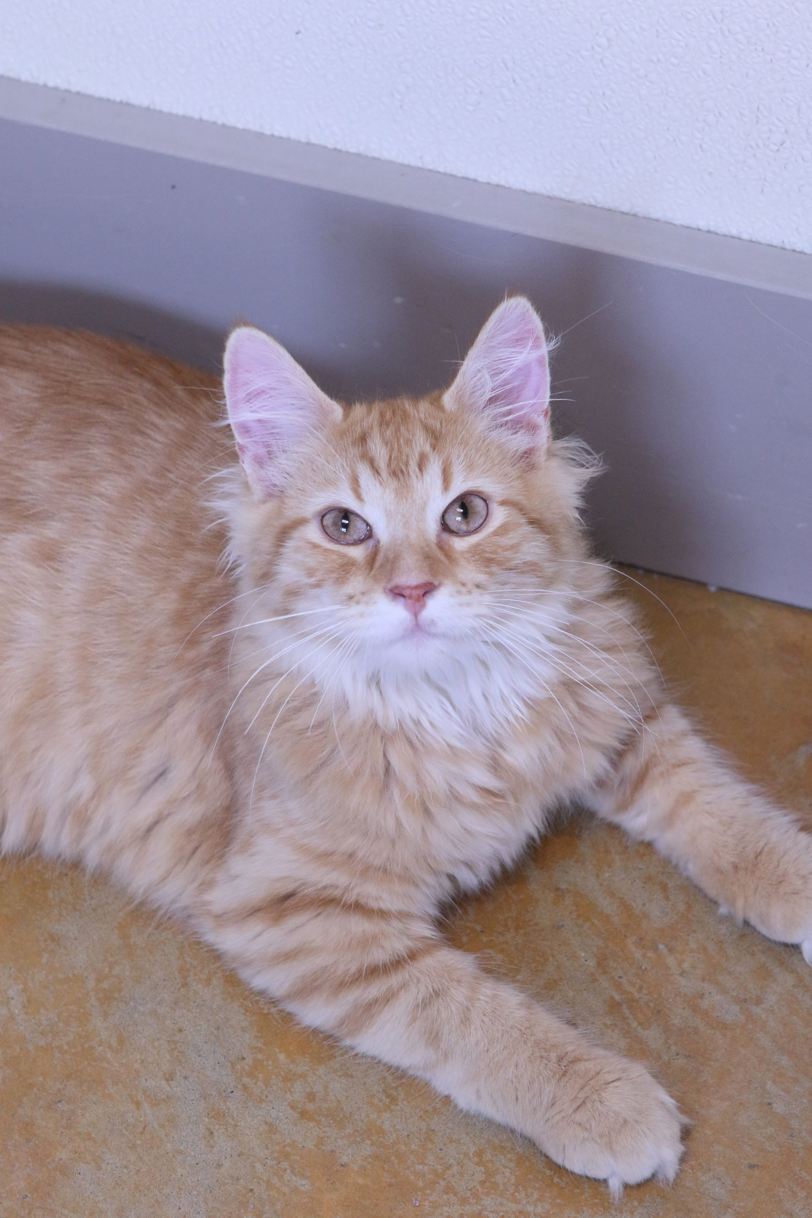 adoptable Cat in Austin, MN named Jupiter