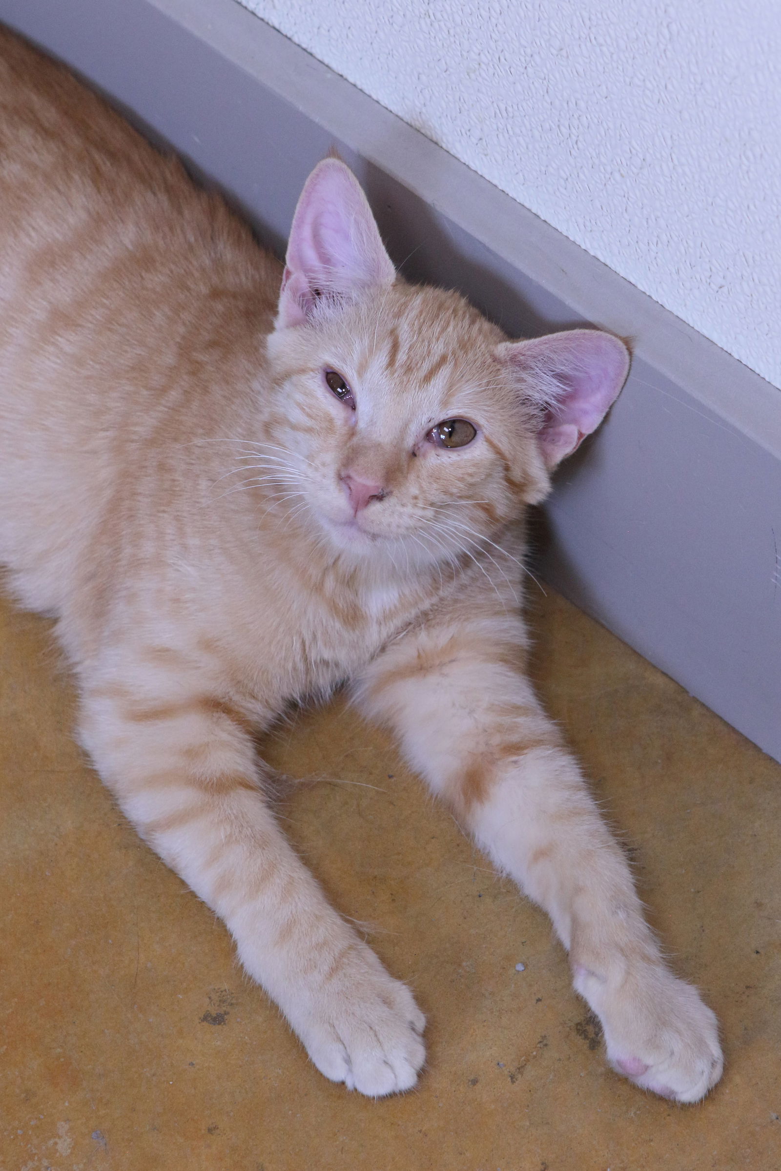 adoptable Cat in Austin, MN named Phobo