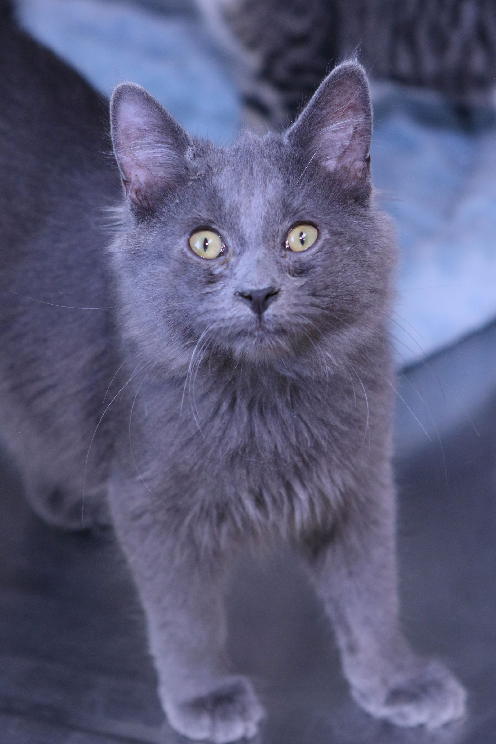 adoptable Cat in Austin, MN named Saturn