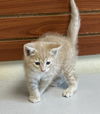 adoptable Cat in Austin, MN named Ravioli