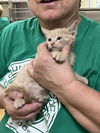 adoptable Cat in  named Wellington