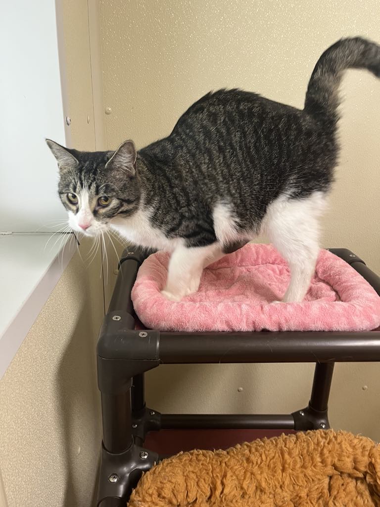 adoptable Cat in Austin, MN named Jimbo