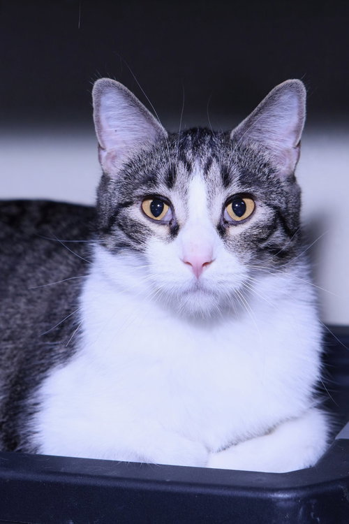 JIMBO - Domestic Short Hair available for adoption