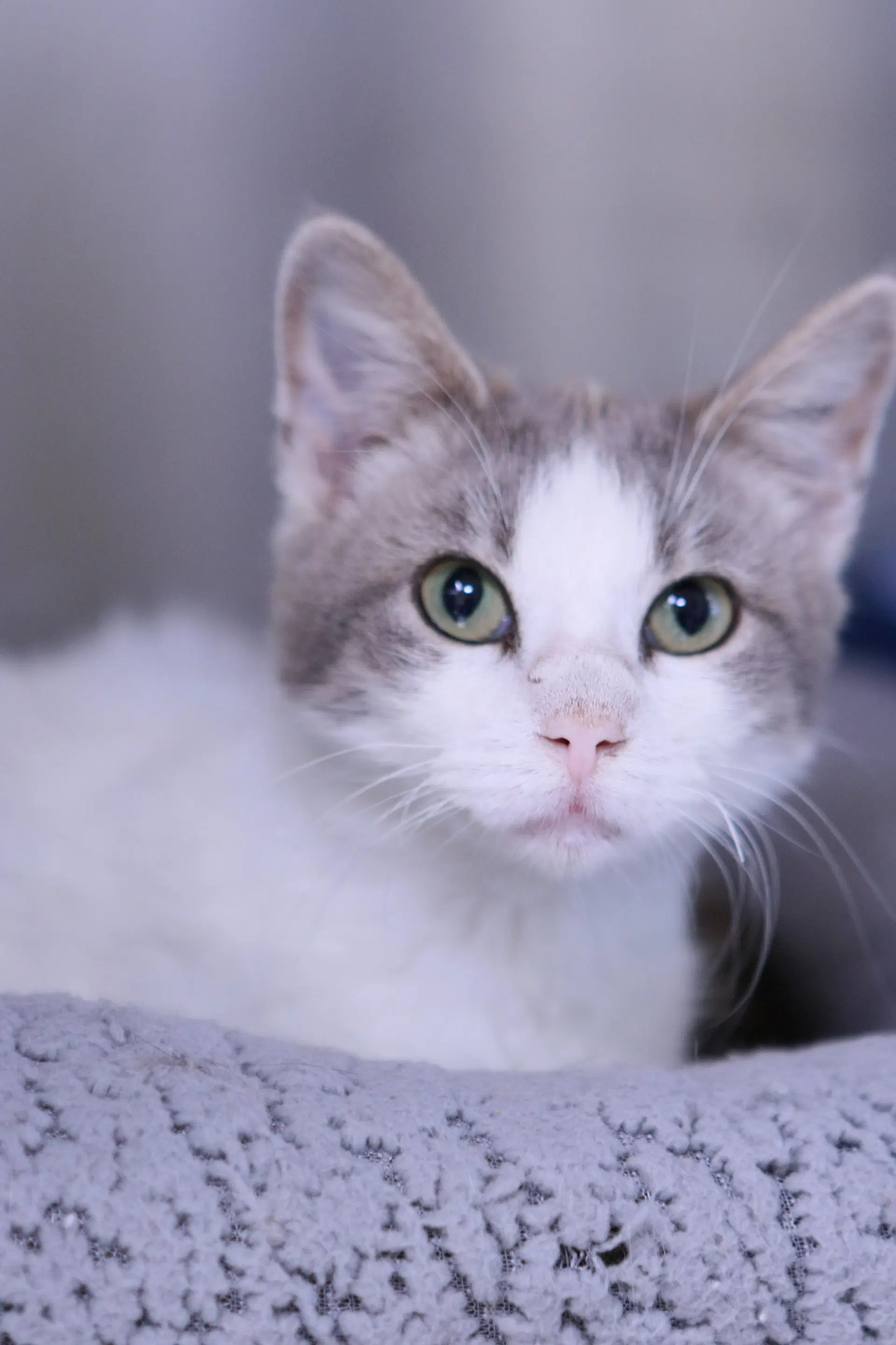 Ravi - Domestic Short Hair