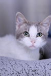 adoptable Cat in , MN named Ravi