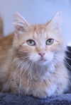 adoptable Cat in Austin, MN named Ruth