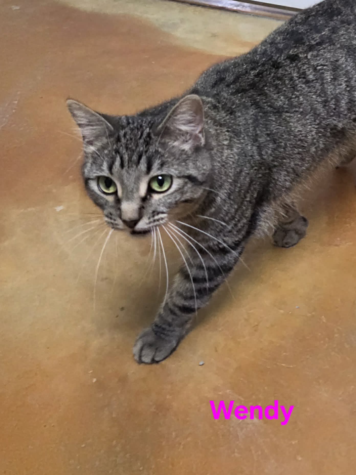 Wendy, photo 7