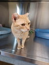 adoptable Cat in  named Caitlin