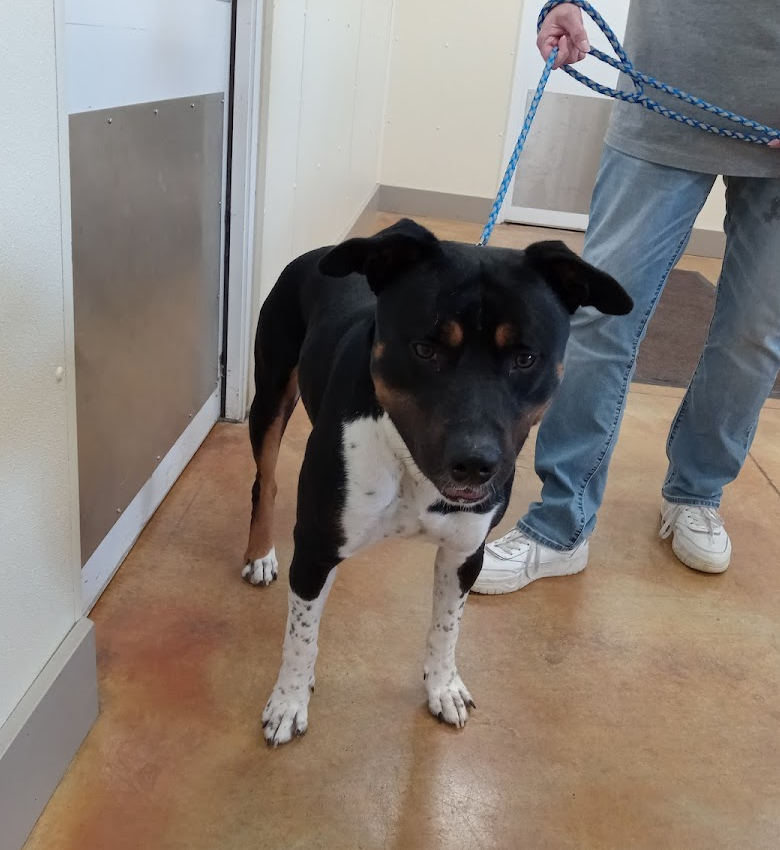 adoptable Dog in Austin, MN named Baz