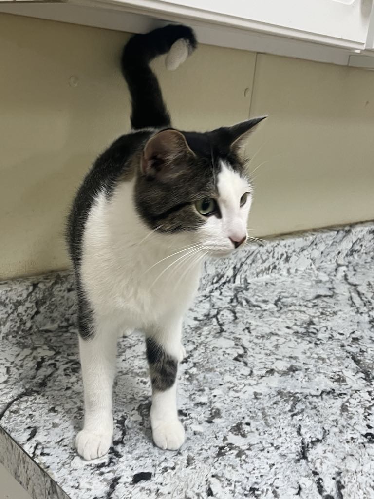 adoptable Cat in Austin, MN named Potter