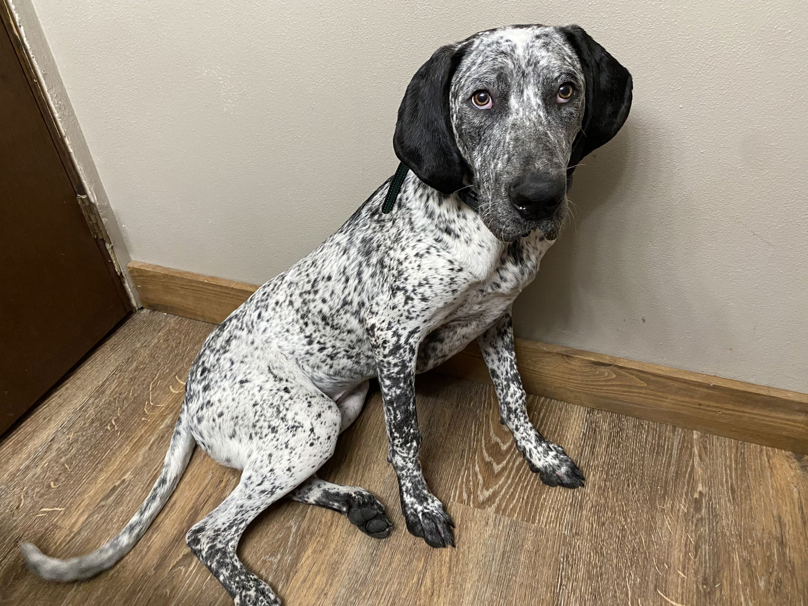 adoptable Dog in Austin, MN named Leo (formerly Nathan)