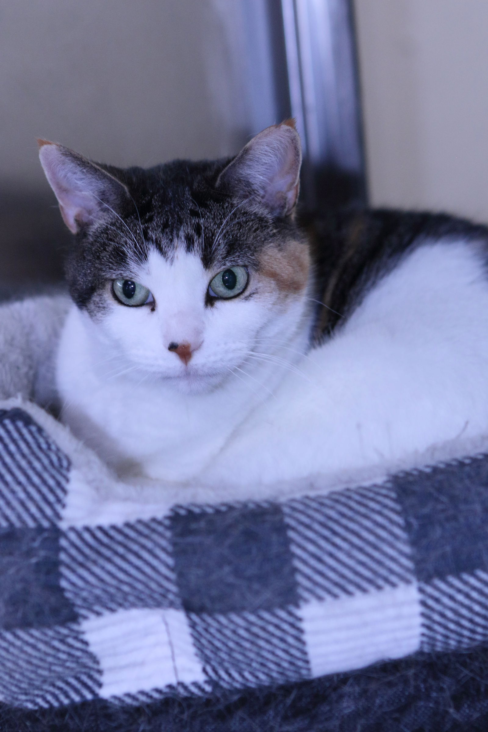 adoptable Cat in Austin, MN named Wanda