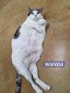 Wanda - Photo 8