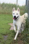 adoptable Dog in austin, MN named Bram
