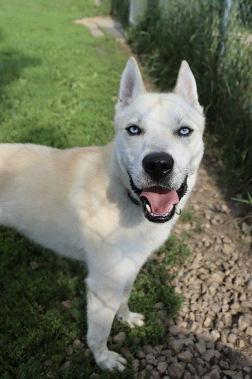BRAM - Husky / Cattle Dog available for adoption