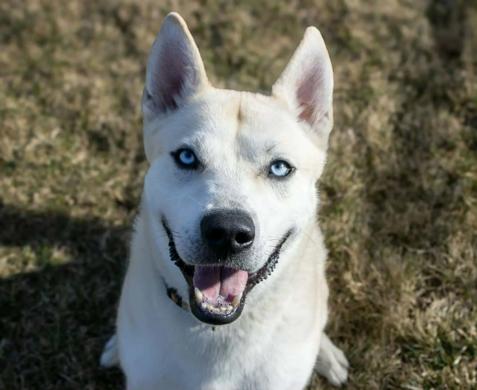 Bram - Husky