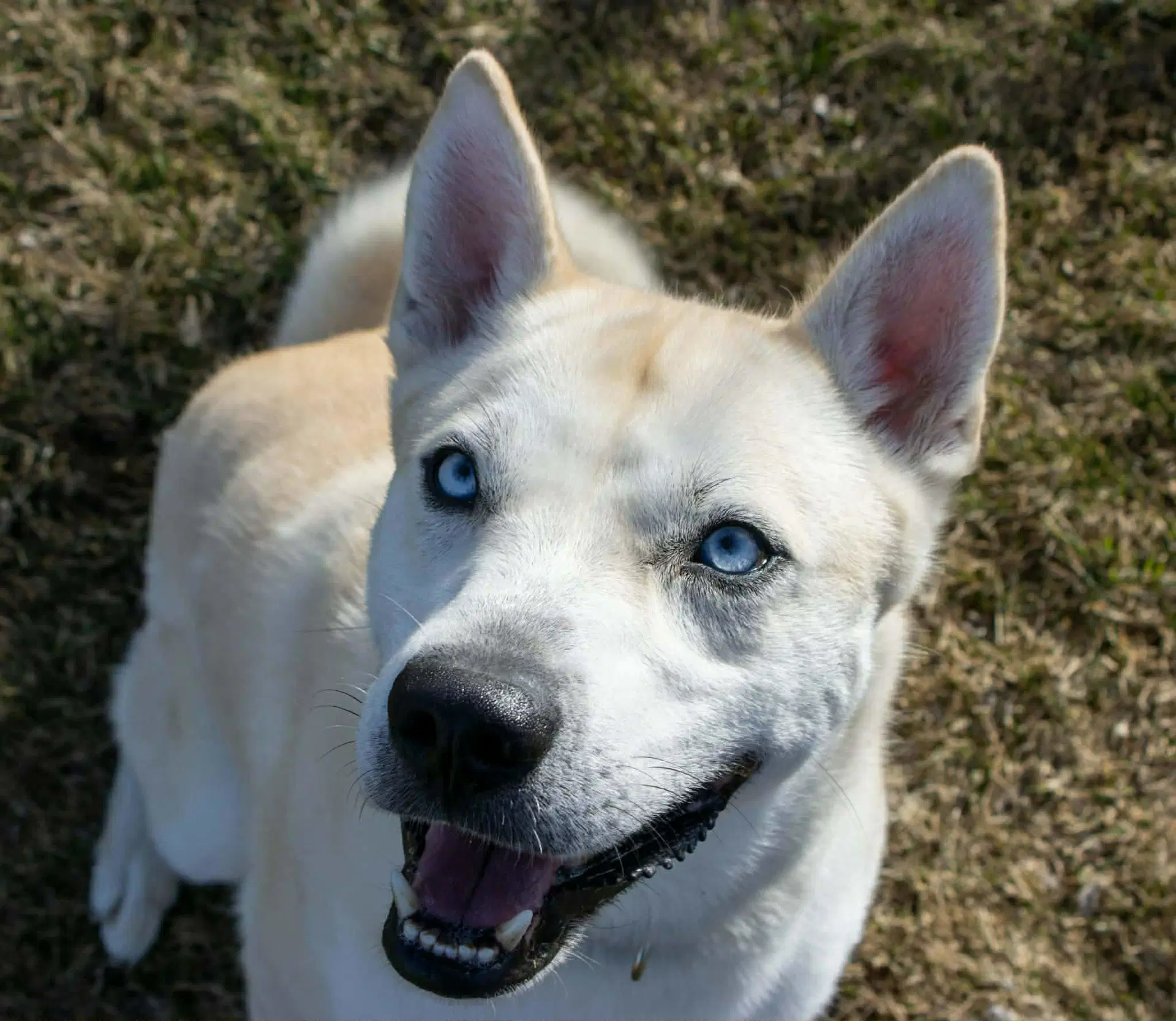 Bram image 2