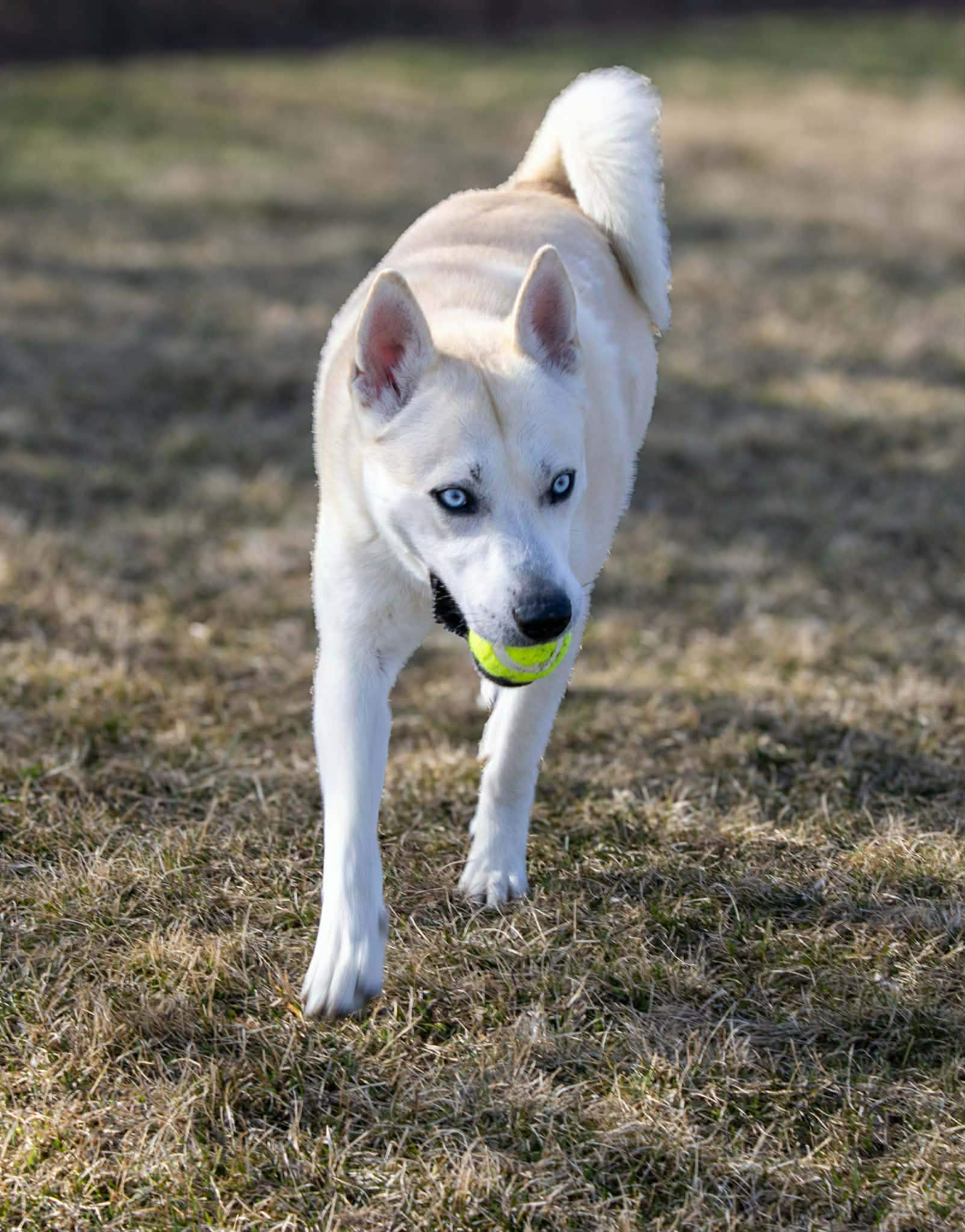 Bram image 3