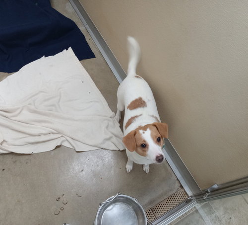 picture of the dog needing adoption