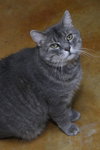Otto - Photo 6