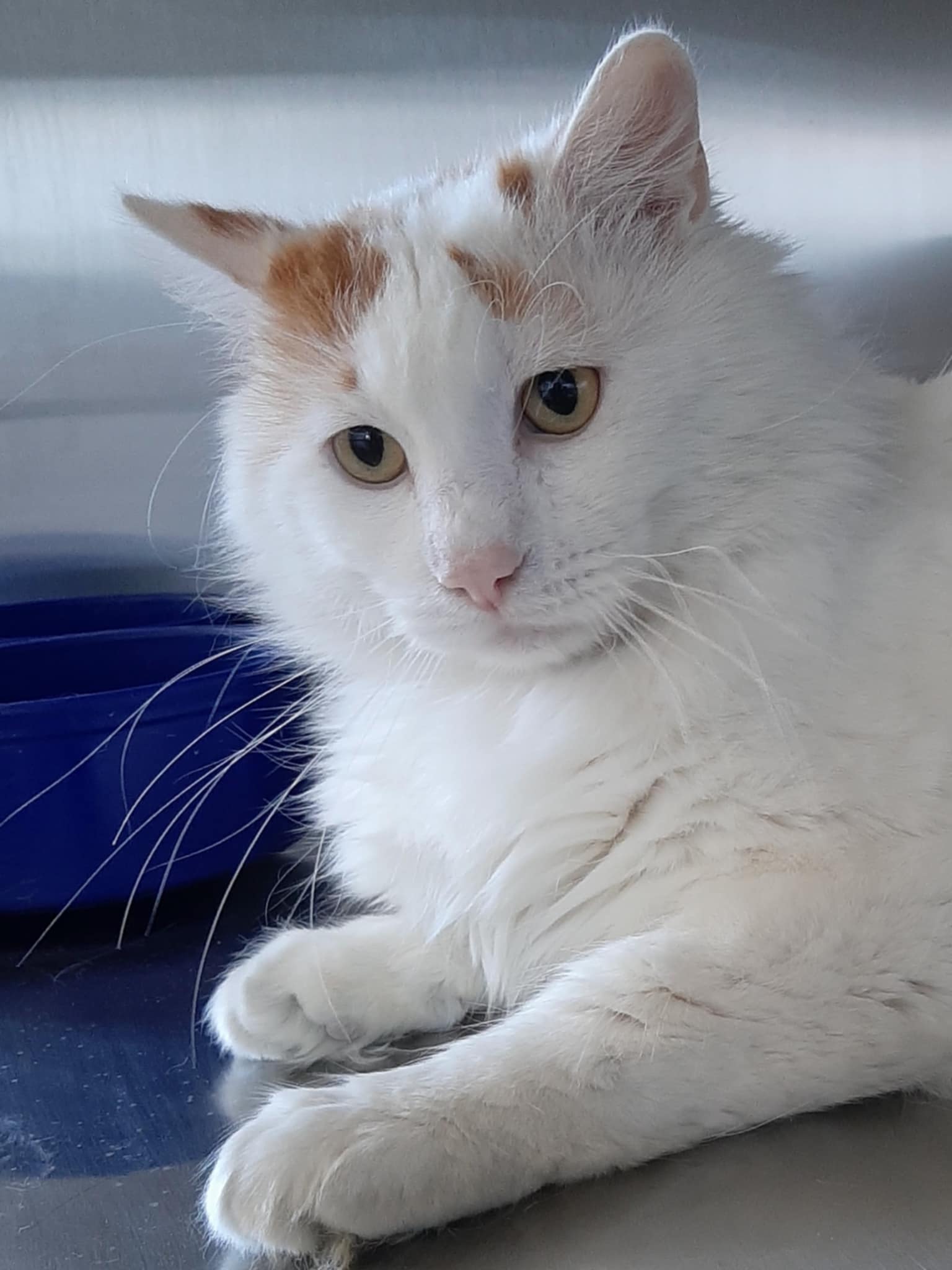 adoptable Cat in Austin, MN named Victory