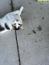 Patches - Photo 5