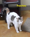 Patches - Photo 2
