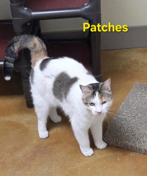PATCHES - Calico / Domestic Short Hair available for adoption